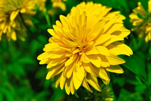 Yellow chrysanthemum growing in the garden against a background of green plants