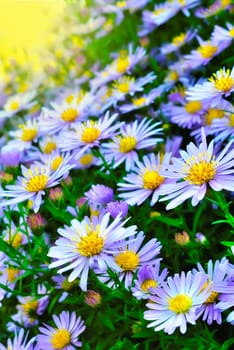 Purple flower bush under the bright yellow sun