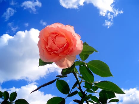 One pink rose against the blue sky with white clouds