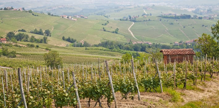 Tuscany. Vineyard in the middle of the most famous wine region of Italy.