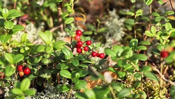 The Forest cranberries in nature