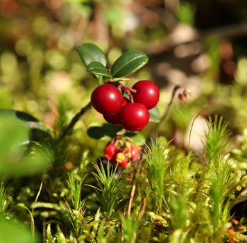The Forest cranberries in nature