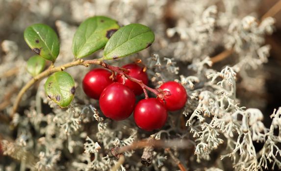 The Forest cranberries in nature