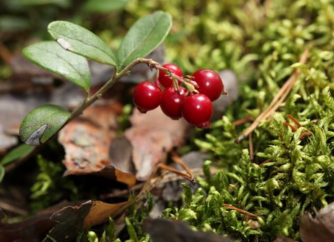 The Forest cranberries in nature