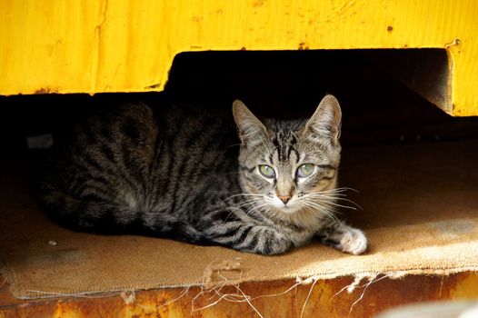 Young striped cat lies in the shelter 