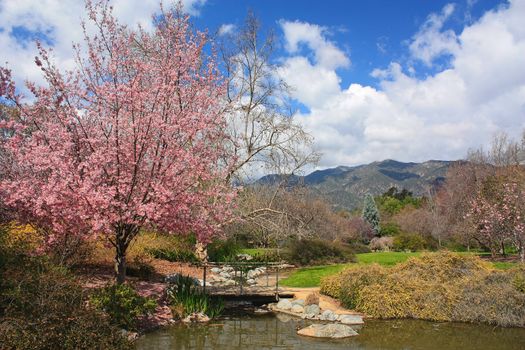 Blooming Cherry Tree and pond