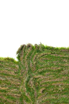 Section of grass sheet with white background, Isolated