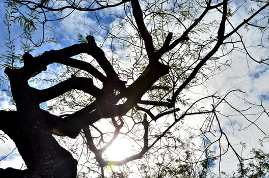 Tamarind tree silhouette with nice cloudy sky backgrond