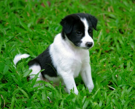 Cute puppy doy in the garden with grass background