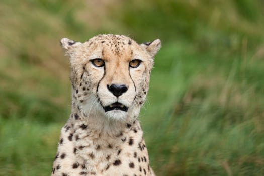 Head Shot Portrait of Beautiful Cheetah Acinonyx Jubatus