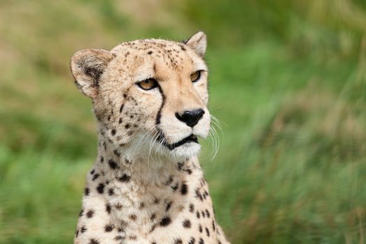 Portrait of Beautiful Curious Cheetah Acinonyx Jubatus