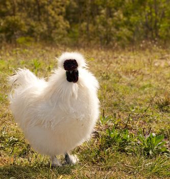 White live single young chicken, male silkie bantam rooster, organic lifestyle