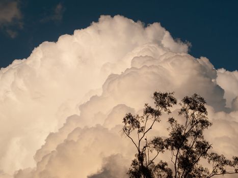 Gum trees against massive towering cumulus storm clouds Cumulonimbus meteorology weather pattern signals rain storms and lightning