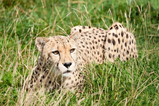 Cheetah Crouching Amongst Long Grass Acinonyx Jubatus