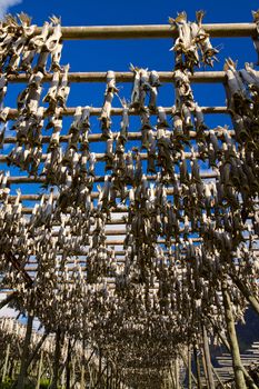 Traditional way of drying stockfish on Lofoten islands in Norway