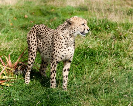 Side View of Cheetah in Long Grass Acinonyx Jubatus