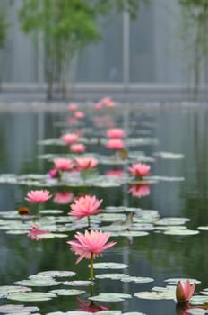 Reflecting lily garden with blooming lily pads