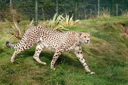 Cheetah Pacing through Grass in Enclosure Acinonyx Jubatus