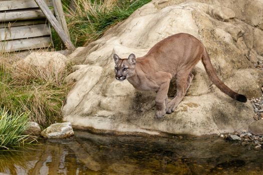 Puma Crouching About to Jump off Rock Felis Concolor