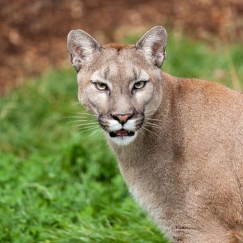 Head Shot Portrait of Beautiful Puma Felis Concolor