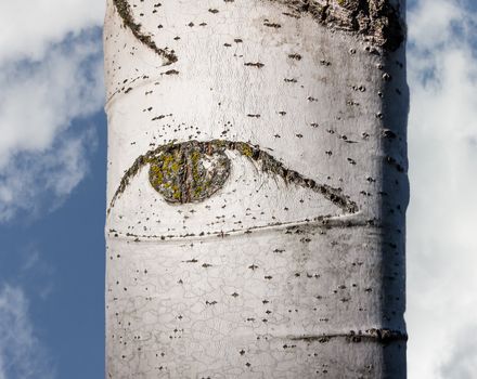 An Aspen tree with an eye-shaped prune mark.