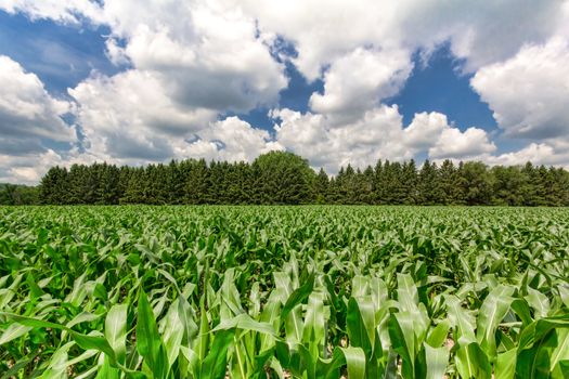 Corn knee high in July promises of an excellent yield at harvest.