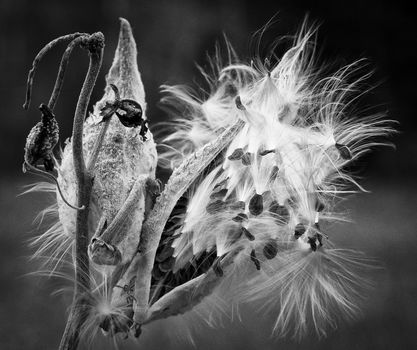 A milkweed readies to spread its parachute seeds just before the first snow.