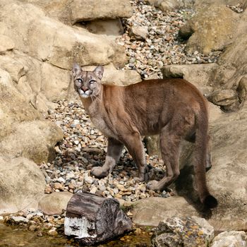 Puma Camouflaged on Rocks Looking Up Felis Concolor