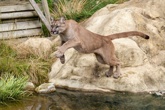 Puma Leaping Off a Rock over Water Felis Concolor
