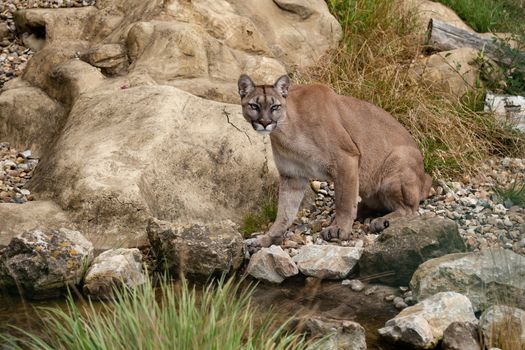 Puma Sitting on Rocks Felis Concolor