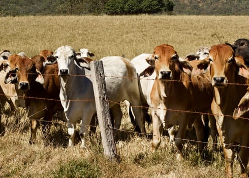 Australian brahma beef cattle line along a barbed wire fence, red cows grey cow