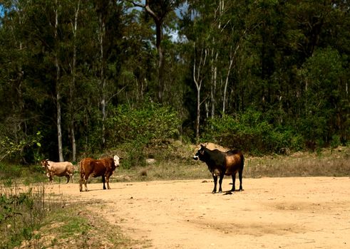 Australian cows on rural country dirt road