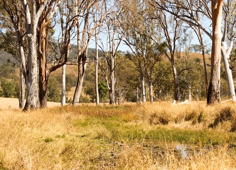Rural Australia countryside water hole and gum trees scenic landscape