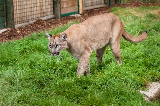 Puma Stalking Through Enclosure Felis Concolor