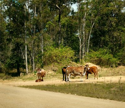 Cows in australian rural  bush scene with dirt road