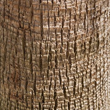 Palm tree trunk texture closeup photo