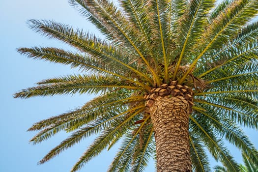 Upward view of a lone tropical palm tree
