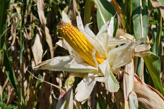 Corn on the stalk in the field, horizontal shot