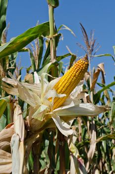 Corn on the stalk in the field, vertical shot