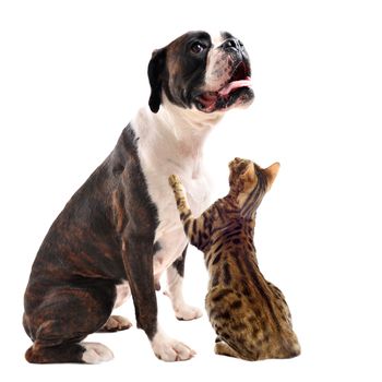 purebred brown bower and bengal cat sitting in front of a white background