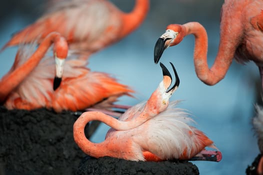 Portrait of two Great Flamingo on the blue background . Rio Maximo, Camaguey, Cuba. 