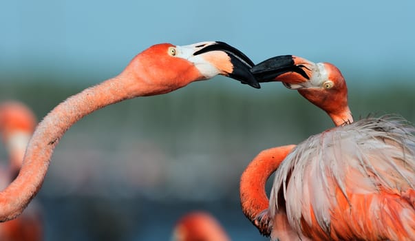 Portrait of two fighting  Flamingo on the blue background . Rio Maximo, Camaguey, Cuba. 