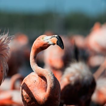 Portrait of Great Flamingo  (Phoenicopterus ruber) . Rio Maximo, Camaguey, Cuba. 