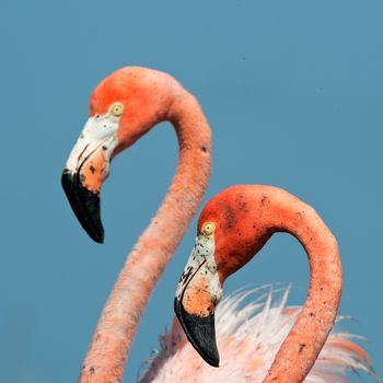 Portrai of two Great Flamingo on the blue background . Rio Maximo, Camaguey, Cuba. 