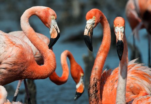 Portrai of group Great Flamingos on the blue background . Rio Maximo, Camaguey, Cuba. 