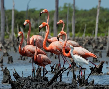 Group of American Great Flamingos and white egret  . Rio Maximo, Camaguey, Cuba. 