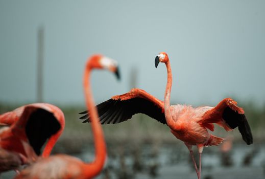 Portrai of two Great Flamingo on the blue background . Rio Maximo, Camaguey, Cuba. 