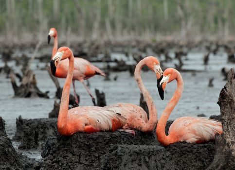 Colony of Great Flamingo the on nests. Rio Maximo, Camaguey, Cuba.