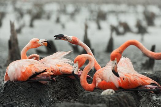 Colony of Great Flamingo the on nests. Rio Maximo, Camaguey, Cuba. 