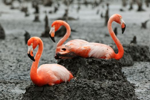 Colony of Great Flamingo. Birds  on the nests. Rio Maximo, Camaguey, Cuba. 